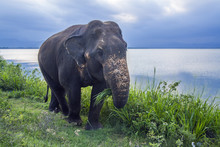 Sri Lankan Elephant In Uda Walawe National Park, Sri Lanka