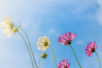Wall Mural - Beautiful purple cosmos flower in garden with sunlight and blue