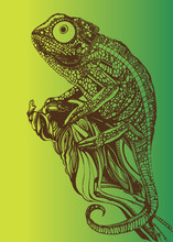 Chameleon Lizard Drawing Color Graphics Details Branch