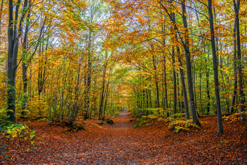 Wall Mural - Footpath in a forest in autumn