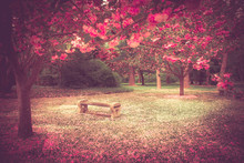Beautiful Garden Bench Surrounded By Pink Flowering Cherry Blossoms And Petals At Springtime.