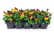 pansy flower seedlings in a tray box on isolated background