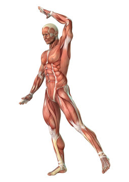 3D Rendering Male Anatomy Figure on White
