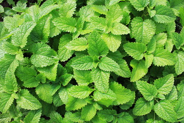 Fresh organic mint plant