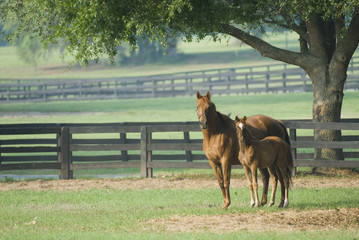 Beautiful horse mare and foal in green farm field pasture equine industry
