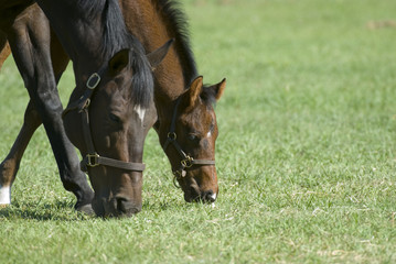 beautiful horse mare and foal in green farm field pasture equine industry