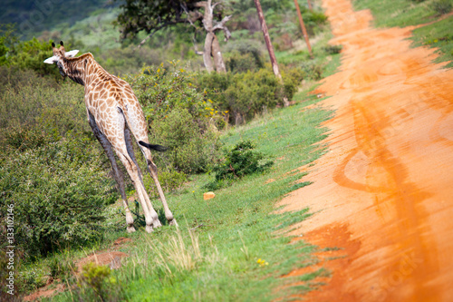 Photo Giraffe Walking Alongside African Road Running Off Into The Distance