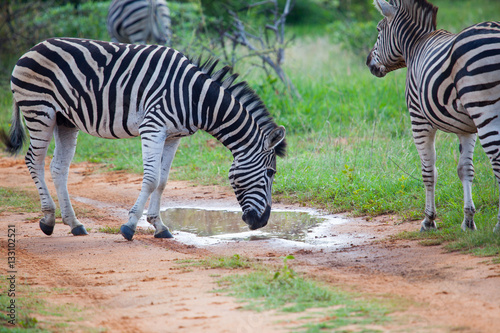 Fototapeta South African Zebra Drinking In The Bush