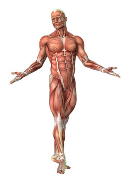 3D Rendering Male Anatomy Figure on White