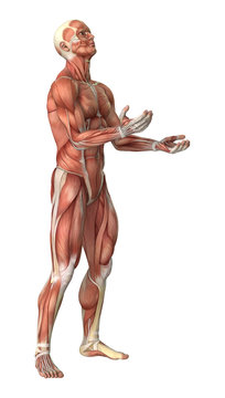 3D Rendering Male Anatomy Figure on White