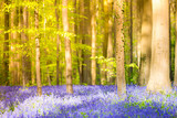 Fototapeta Tulipany - Halle, enchanted forest of blue bells flowers near Bruxelles, Belgium