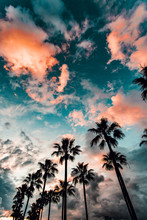 Palm Trees At Sunset 