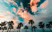 Palm Trees At Sunset 