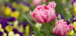 Frühling Tulpen und Stiefmütterchen Panorama