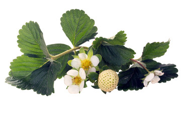 Green leaves, white flowers and strawberry. Isolated on white ba