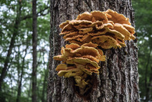 Maine Tree Fungus