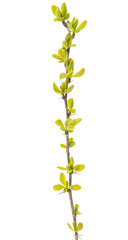 Poster - spring branch with young leaves