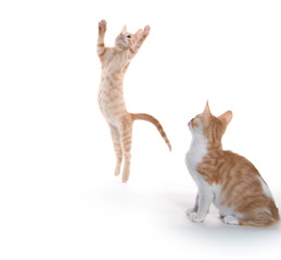 Canvas Print - Cute kittens leaping and playing