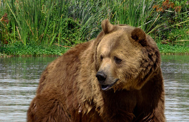 Wall Mural - grizzly bear cooling off in river