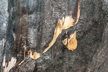 the charred wooden log.  wall of the house  pine trees logs. Burnt   the . Conceptual background  walls  the timber.  pattern.    . Black burned   texture.