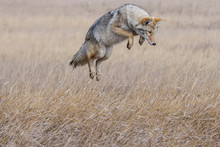 Coyote Pounce