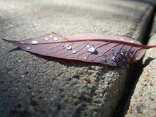 Purple Leaf On Sidewalk With Water Drops Reflecting In Sun