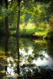 Fototapeta Krajobraz - Summer pond in forest with trees and reflection