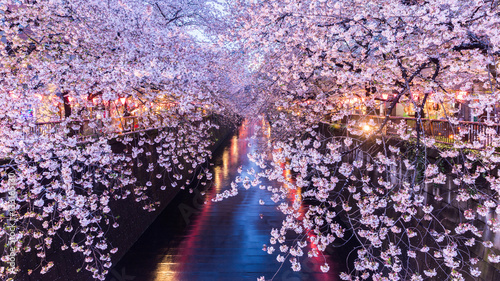 Plakat Kwiat wiśni lub Sakura w Kanał Meguro.