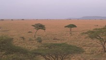 AERIAL: Acacia Trees Spread Widely Over Endless Savannah Plains At Sunrise
