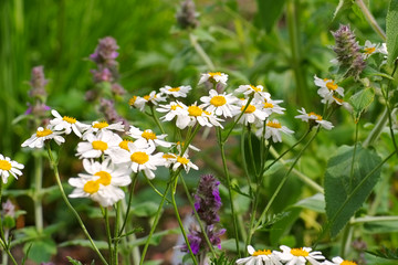 Canvas Print - Xylanthemum tianschanicum - Xylanthemum tianschanicum a wildflower