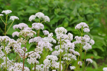 Sticker - Baldrian - Valeriana, a medicinal plant