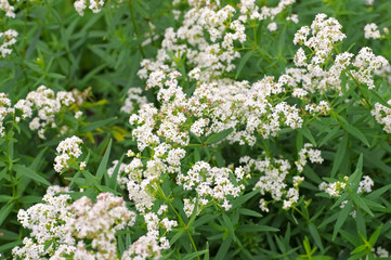 Wall Mural - Nordisches Labkraut, Galium boreale - northern bedstraw, Galium boreale