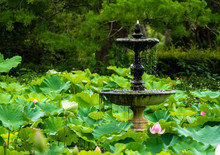 Lotus Fountain. Fountain In A Peaceful Lotus Pond, Royal Botanic Garden, Sydney.