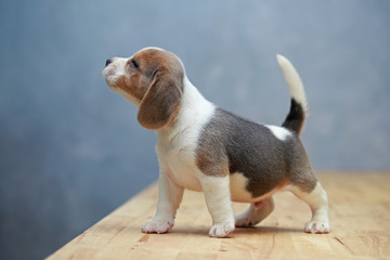 Wall Mural - 
cute beagle puppy  in action