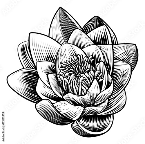 Water Lily Lotus Flower Vin...