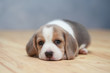 cute beagle puppy  in action