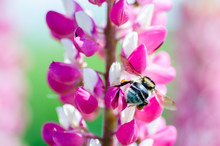 Wild Bee Flying Around Flowers Of  Lupin