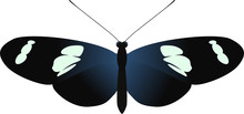 Vector Butterfly Heliconius Wallacei Isolated