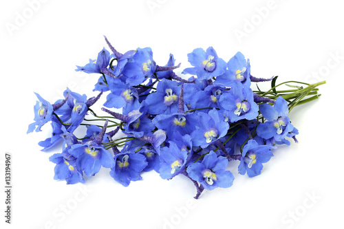 Fotomural delphinium on a white background