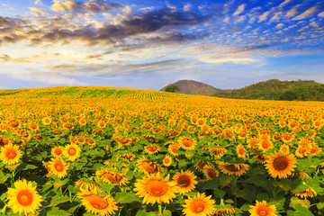 Wonderful view of sunflowers field under blue sky, Nature summer