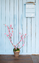 Bush Cherry Blossoms In A Pot Near Blue Wooden Wall With Post Box On It. Easter Mood