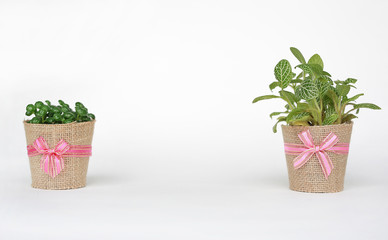 Small tree in a pot wrapped in burlap on white background.