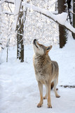 Fototapeta  - Steppe wolf