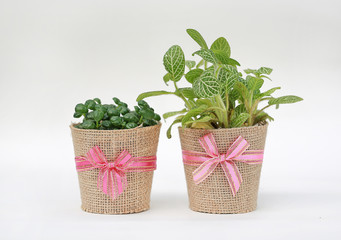 Small tree in a pot wrapped in burlap on white background.