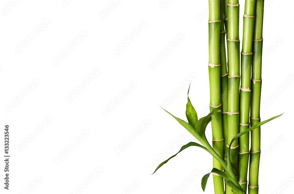 Bamboo shoot. - obrazy, fototapety, plakaty 
