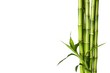 canvas print picture - Bamboo shoot.
