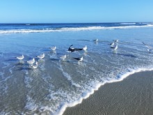 Bonaparte's Gulls On The Shoreline, Jacksonville Beach, Florida, USA.