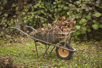 Old rusty wheelbarrow in a autumn garden