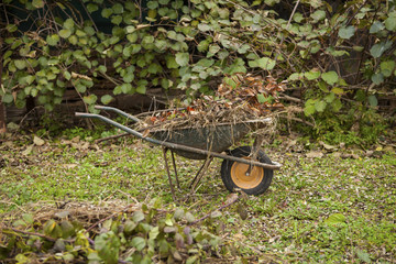 Old rusty wheelbarrow in a autumn garden