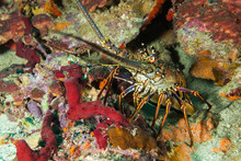 Crab On Sea Bed 